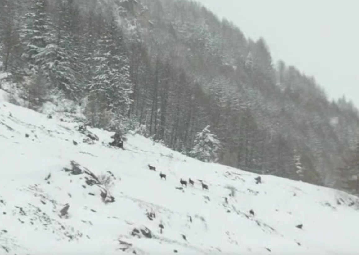 La Bellissima Galoppata Dei Camosci Sotto La Neve In Alta Valle Stura