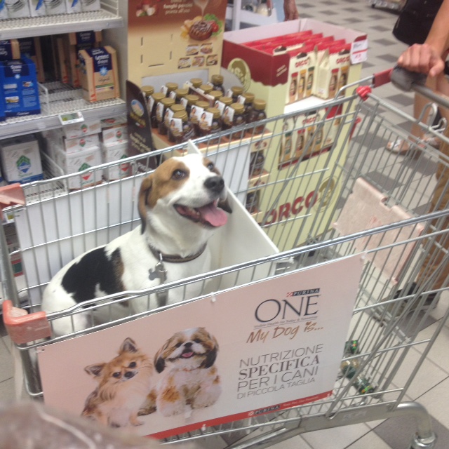 La spesa col carrello per cani - VareseNews - Foto