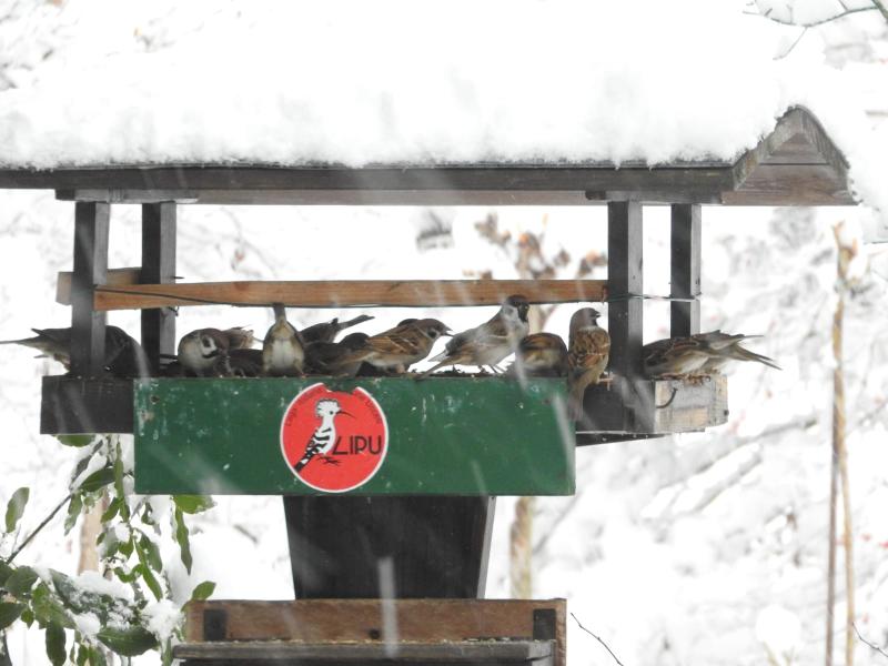 Un rifugio per gli uccellini selvatici nel tuo giardino