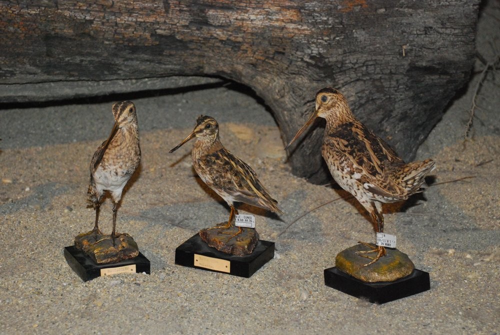 Dal croccolone al gufo reale, dalla lince al lupo: tutti da vedere al museo  del Parco del Po 