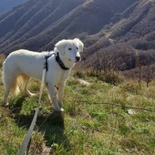 Un appello per Febo, smarrito ieri a Cuneo nella zona del Parco fluviale