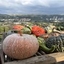 Record di visitatori alla Fiera della Zucca di Piozzo [FOTO]