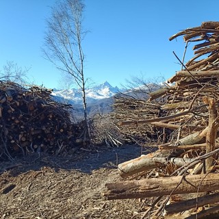 Lo stoccaggio della legna in un bosco ripulito