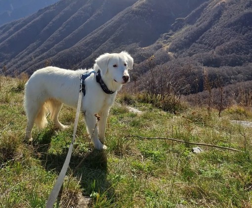 Un appello per Febo, smarrito ieri a Cuneo nella zona del Parco fluviale