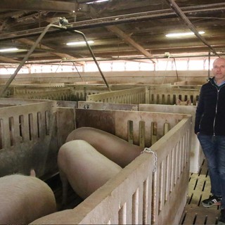 Guido Riberi in una delle stalle dell'allevamento di Piovani