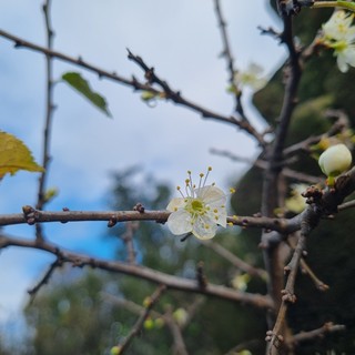 La sorpresa del pruno fiorito al Santuario della Madonna dei Fiori a Bra