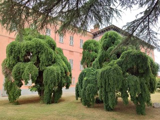 Rocca de Baldi (Cn), Sophora coppia