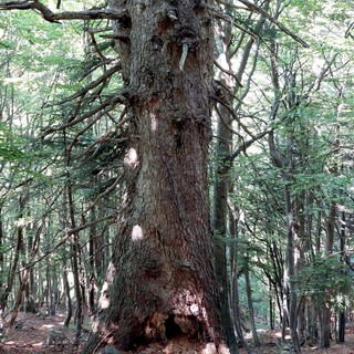 L'abete bianco di Valdieri, nuovo ingresso tra gli alberi monumentali piemontesi