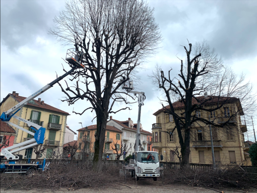 Savigliano: intervento per due tigli dell'Ara della Vittoria