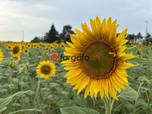 A Farigliano sbocciano i girasoli: nel fine settimana l'apertura del labirinto a forma di cuore  [FOTO]