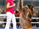 Petsfestival 2023: per la prima volta in Italia i Campionati Europei di Dog Dance