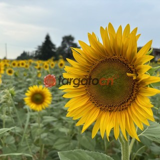 A Farigliano sbocciano i girasoli: nel fine settimana l'apertura del labirinto a forma di cuore  [FOTO]