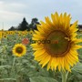 A Farigliano sbocciano i girasoli: nel fine settimana l'apertura del labirinto a forma di cuore  [FOTO]