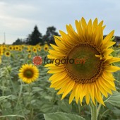 A Farigliano sbocciano i girasoli: nel fine settimana l'apertura del labirinto a forma di cuore  [FOTO]