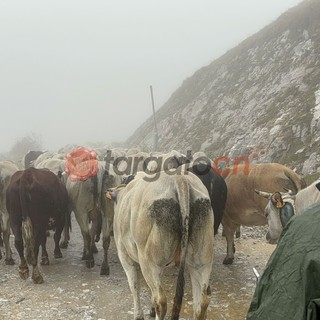 &quot;Caluma el vache&quot;: a Prato Nevoso la festa per la discesa delle mandrie e dei malgari dagli alpeggi [FOTO E VIDEO]