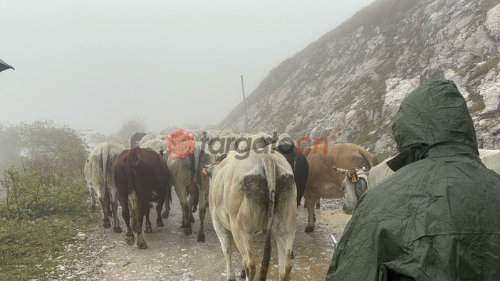 &quot;Caluma el vache&quot;: a Prato Nevoso la festa per la discesa delle mandrie e dei malgari dagli alpeggi [FOTO E VIDEO]