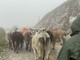 &quot;Caluma el vache&quot;: a Prato Nevoso la festa per la discesa delle mandrie e dei malgari dagli alpeggi [FOTO E VIDEO]