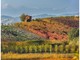 Foliage nel Roero (Foto di Tino Gerbaldo)