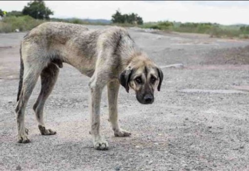 Cane abbandonato in provincia di Cuneo