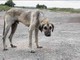 Cane abbandonato in provincia di Cuneo