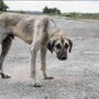 Cane abbandonato in provincia di Cuneo