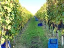 In provincia il comparto vitivinicolo conta 6.500 imprese, 16.800 ettari di superficie vitata e una produzione di quasi 1 milione di ettolitri, pari a circa 100 milioni di bottiglie all’anno, perlopiù a marchio DOC o DOCG