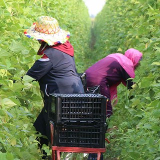 Ancora giorni di caldo e afa in Piemonte: Cirio pronto allo stop del lavoro pomeridiano in agricoltura, edilizia e florovivaistica