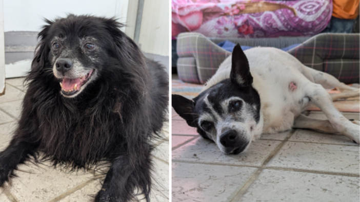 Due cagnoline anziane tornano in canile dopo la perdita della loro padrona