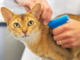 Il Microchip Day torna al gattile di Alba venerdì 1° dicembre