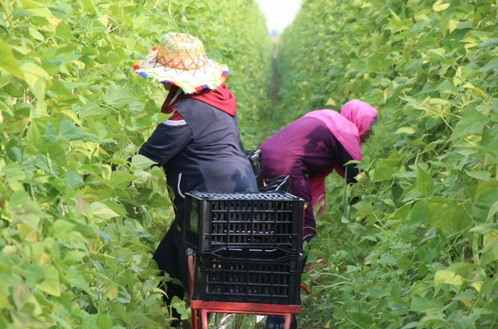 Ancora giorni di caldo e afa in Piemonte: Cirio pronto allo stop del lavoro pomeridiano in agricoltura, edilizia e florovivaistica