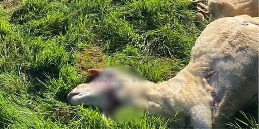 Attacco di un lupo a Pianfei, sbranate due pecore in un parco fotovoltaico