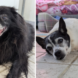 Due cagnoline anziane tornano in canile dopo la perdita della loro padrona