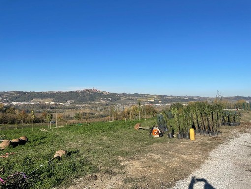 Questa settimana è iniziata la piantumazione di 77 alberi, 38 grandi arbusti e 460 arbusti da siepe:  un totale di 573 piante per la realizzazione del parco nella zona nord tra le due rotonde di accesso all’ospedale