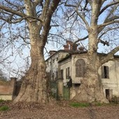 La Regione stanzia un contributo per la cura dei platani monumentali di Villa Cayre a Racconigi