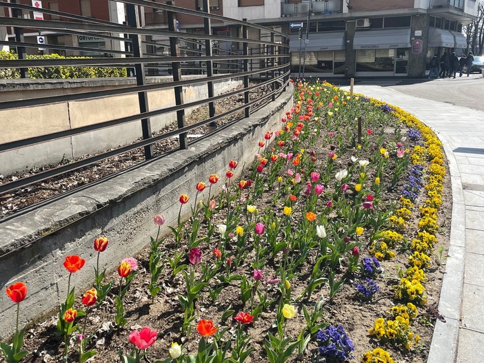 La fioritura dei tulipani ad Alba