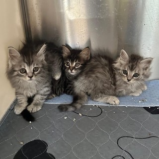 Quattro gattini abbandonati attendono una nuova famiglia