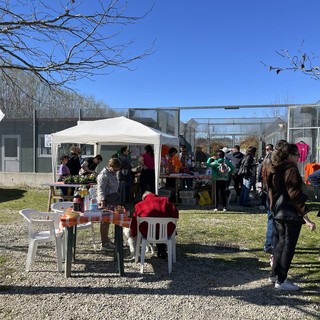 Cuori aperti, code che scodinzolano: la festa di Natale di Amici di Zampa