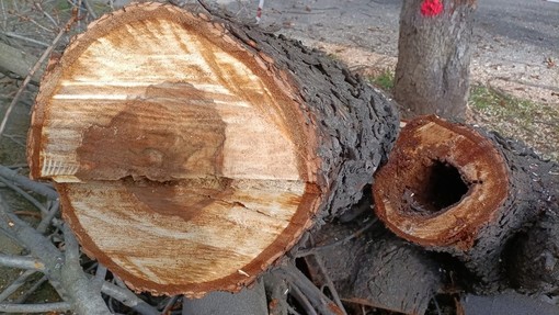 Cuneo, parallelamente  agli abbattimenti degli alberi  a rischio caduta proseguono  le ripiantumazioni