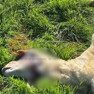 Attacco di un lupo a Pianfei, sbranate due pecore in un parco fotovoltaico