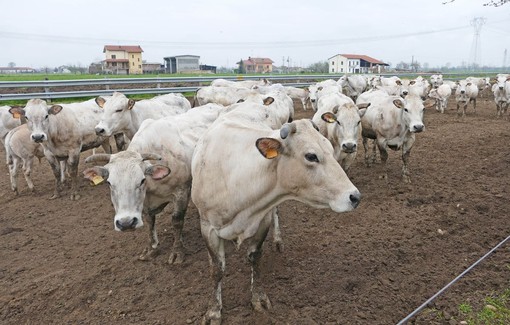 Zootecnia, Coldiretti Cuneo: &quot;Serve un intervento urgente per tutelare le imprese&quot;