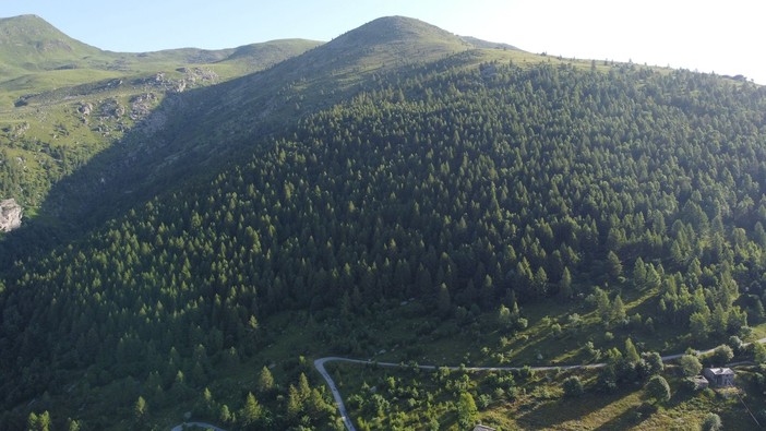 Il bosco adottato da Ratatoj aps  nel bosco di Serre in Val Po