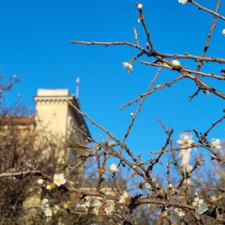 I fiori del pruno sbocciati nel giardino del Santuario braidese