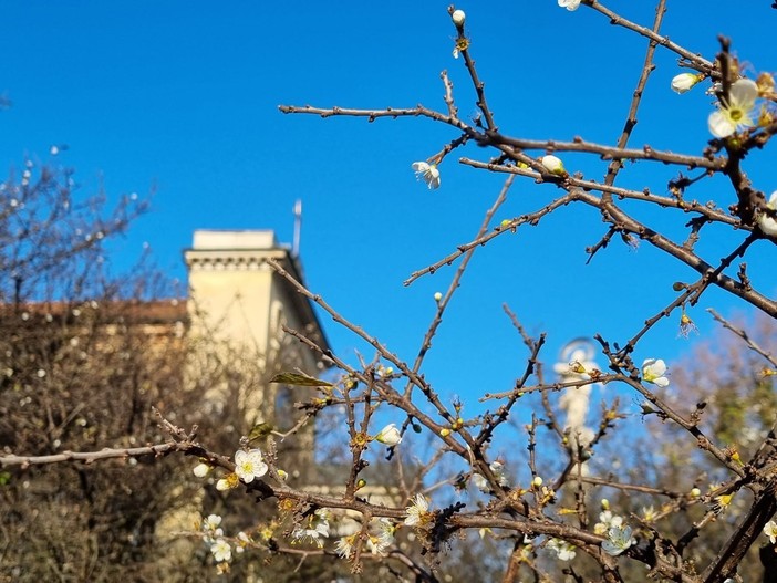 I fiori del pruno sbocciati nel giardino del Santuario braidese