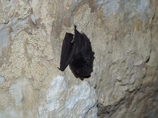 Nella Grotta di Rio Martino a Crissolo c’è la più grande colonia svernante del pipistrello Barbastello d’Italia