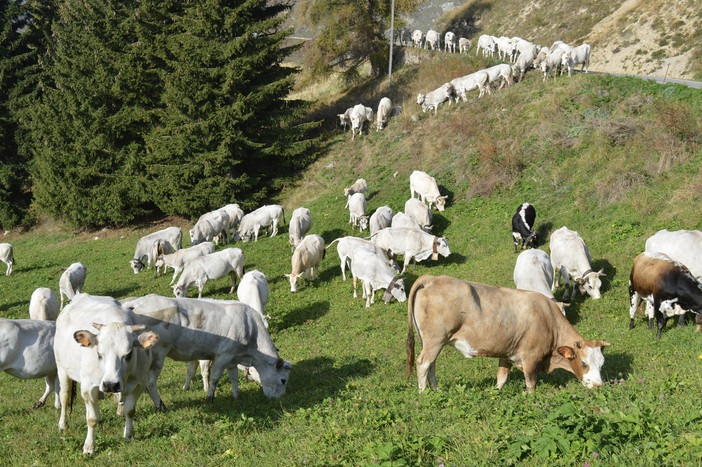 Razza piemontese, Coldiretti Cuneo chiede applicazione della legge contro le pratiche sleali