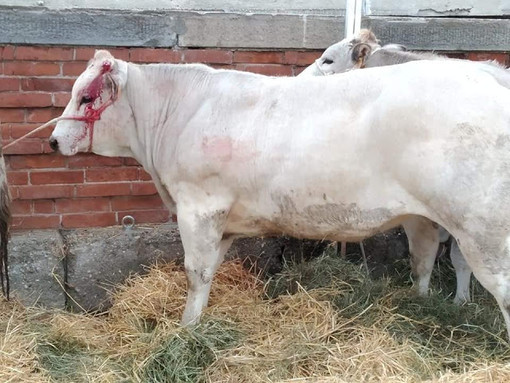 La Blue Tongue e l'impatto sugli allevamenti: a Fossano il convegno di Coldiretti, ARAP e Anaborapi