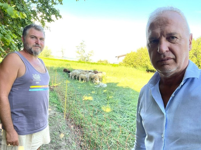 Lupo, Bergesio, Lega: “E’ ora di ascoltare finalmente il grido di preoccupazione degli allevatori”