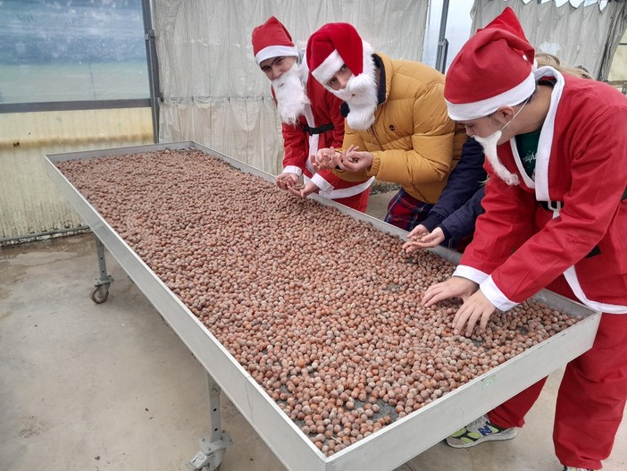 A Babbo Natale piacciono le nocciole? Certo… ed impara anche a coltivarle!