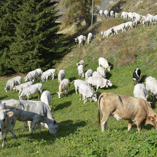 Razza piemontese, Coldiretti Cuneo chiede applicazione della legge contro le pratiche sleali