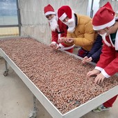 A Babbo Natale piacciono le nocciole? Certo… ed impara anche a coltivarle!